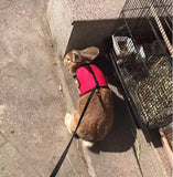 Small pet leash