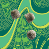 Moringa & Super Greens Superfood Gummies