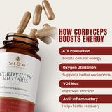 SIBA Cordyceps Mushroom Capsules – 1000mg Fruiting Body Extract