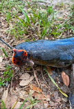 King Cobra