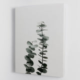 Eucalyptus Natural 03 Canvas Print or Poster