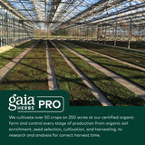 Gaia Pro 3-in-1 Immune Formula (Astragalus Supreme) - 60 Vegan Liquid Phyto-Caps