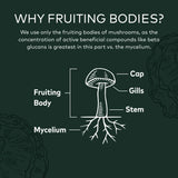 Gaia Reishi Mushroom 40 Vcaps