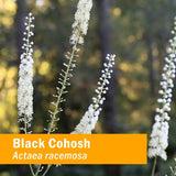 Herb Pharm Black Cohosh 4oz