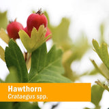 Herb Pharm Blood Pressure Support 4oz