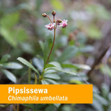 Herb Pharm Pipsissewa Liquid Extract for Urinary System Support - 1 Ounce