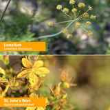 Herb Pharm Virattack 1oz