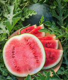 Organic Heirloom Blacktail Mountain Watermelon Seeds