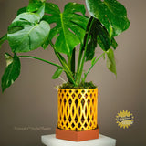 Water Humidity Tray for Houseplants, Includes Pebbles