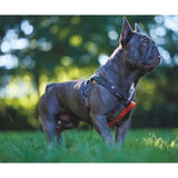 M-Pets Wild Jungle Harness Adjustable Dog Chest Strap XS
