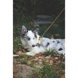M-Pets Wild Safari Dog Leash Ergonomic Grip Yellow 120cm