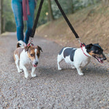 No-Tangle Dual Dogs Leash