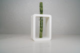 Rectangle Propagation Station