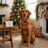 Yellow Dog Design Standard Collar, Medium, Christmas Cheer