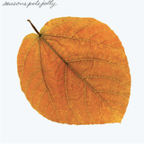 Seasons (Clear Light Green) [Vinyl]