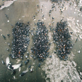 Show Me The Body - Alone Together (Indie Exclusive) [Silver LP] [Vinyl]