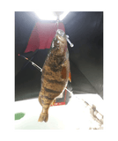 The Tadler - BFS Soft Plastic Finesse Lure for Bass Fishing