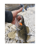 The Tadler - BFS Soft Plastic Finesse Lure for Bass Fishing
