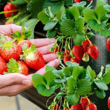 Upside Down Tomato Grow Bag