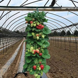 Upside Down Tomato Grow Bag