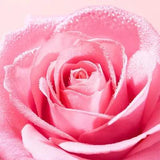 Nuxe Very Rose: Gentle Rose Cleansing Oil - Effectively Removes Makeup & Hydrates Sensitive Skin - Natural Oil Cleanser